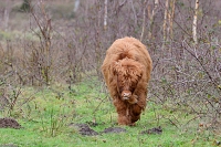 schotse hooglander (Bos taurus) 12-2017 8630